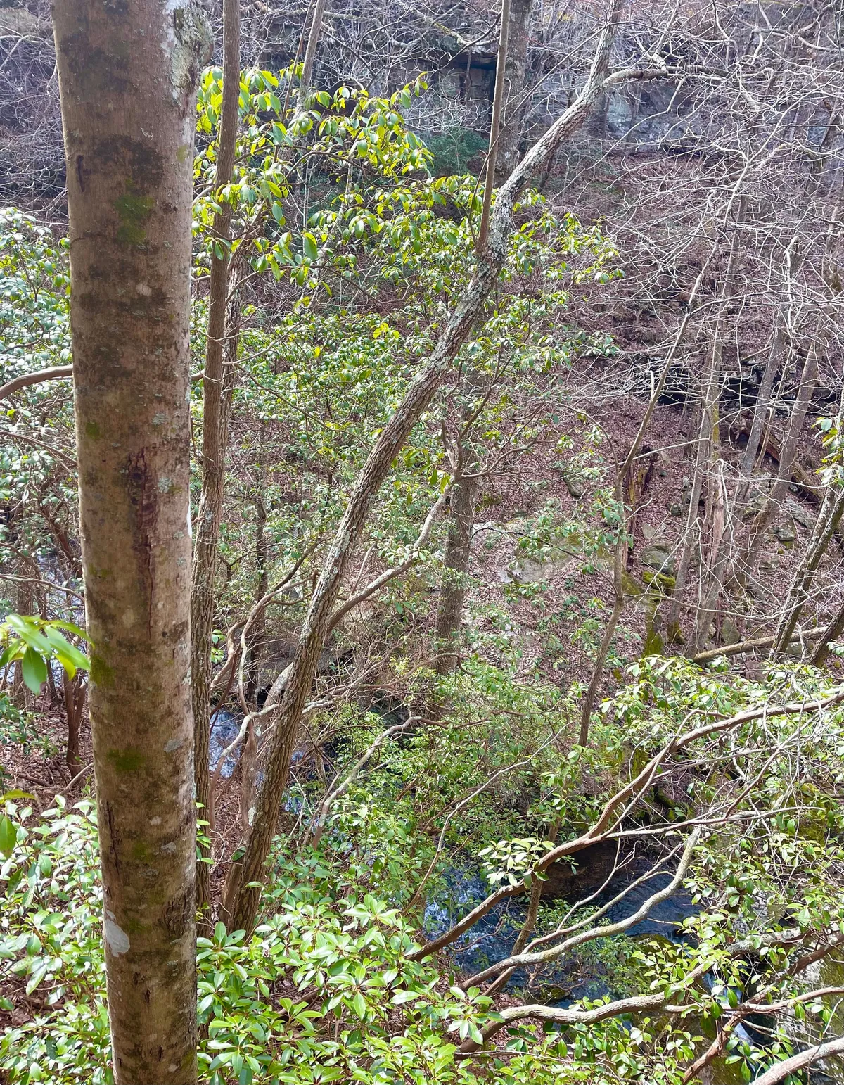 A peaceful view of a gentle stream winding through lush trees and dense foliage. The natural setting is inviting for hikers and nature lovers, suggesting discovery and quiet moments in the wild.