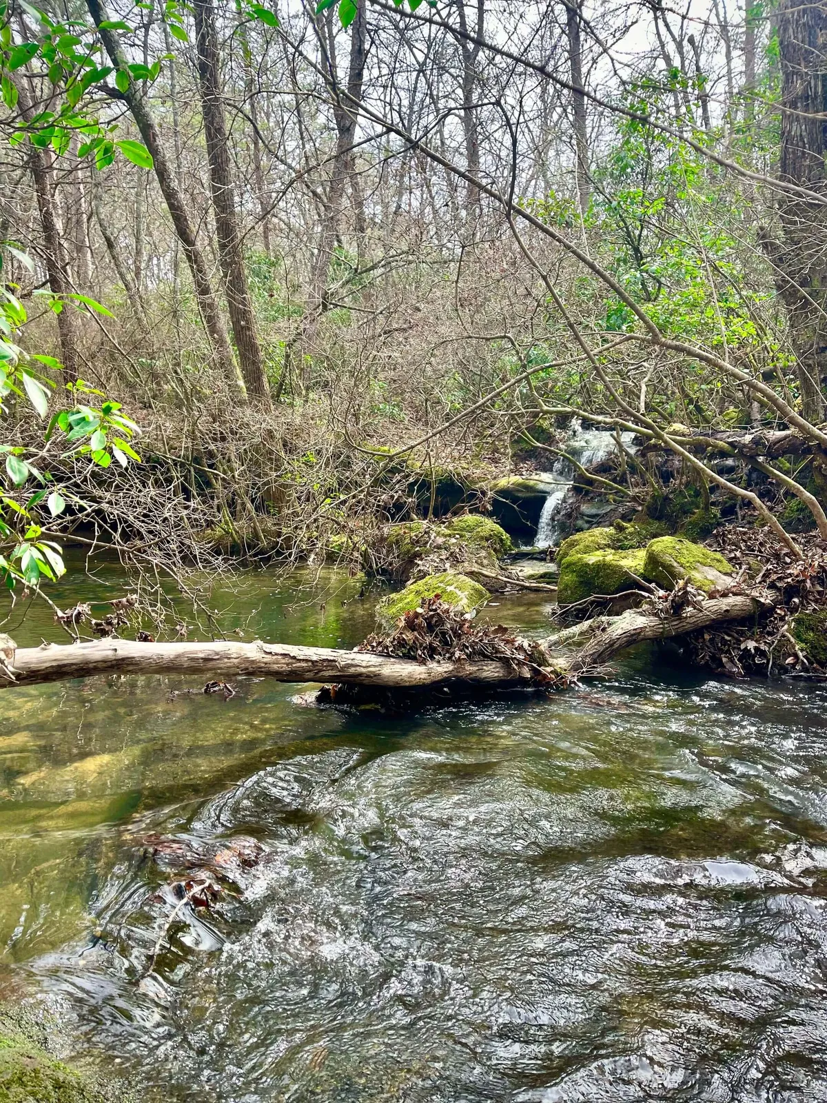 A gentle waterfall tumbles over moss-covered rocks, surrounded by trees and scattered branches. The serene stream flows through a quiet forest, offering a secluded, untouched natural setting.